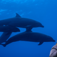 Image for article titled A White Woman Called the Police on a Whale... A Whale, Y'all